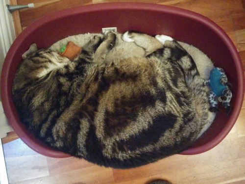 Gigantor the cat (Oliver) in his dog bed.