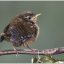 wren-pip