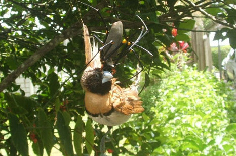 sixpenceee:  The Golden Silk Orbweaver is a large species of spider. While males typically remain small, females can grow up to 3 inches. It is a tropical climate spider and can be found in Southeastern U.S. They are not aggressive towards people and