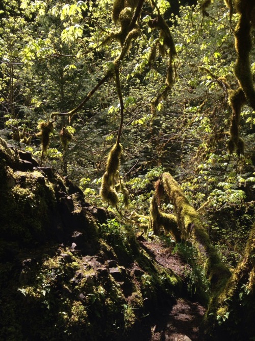 glumshoe:Columbia River Gorge, Oregon