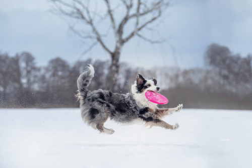 australianshepherd