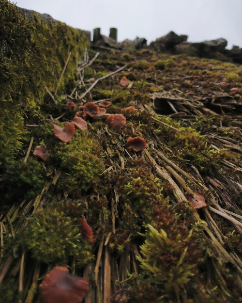 coastgods:Eketorp is an Iron Age fort in southeastern Öland, Sweden, which was extensively reconstru