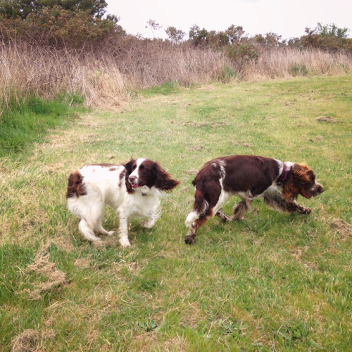 dogs-on-logs:PSA: There are TWO (2) kinds of ENGLISH SPRINGER SPANIELS1. The FLOPPY2. The FLUFFY