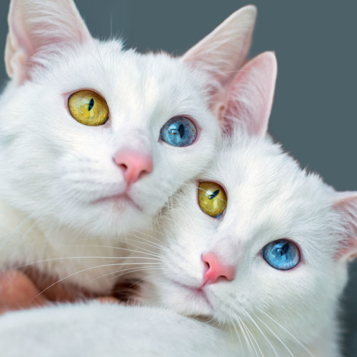 PHOTOS: Adorable twin cats showcase their fascinating eye colorsThese adorable cats — which are twin