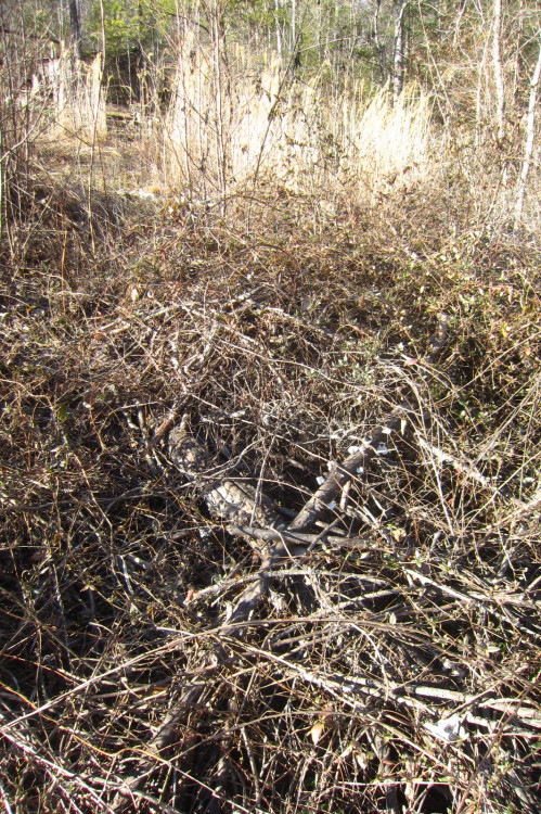 February 2016 - Future Orchard (once this mess is dealt with)This is why I’m not wild about invasive