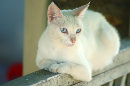 useless-greecefacts:cute Greek cats I’ve met 1/?