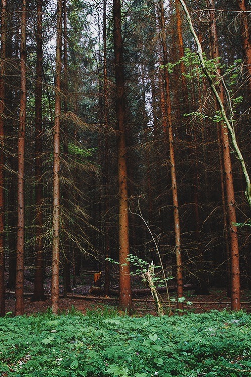 wolverxne:  untitled | by: [Perhaluk Roma]