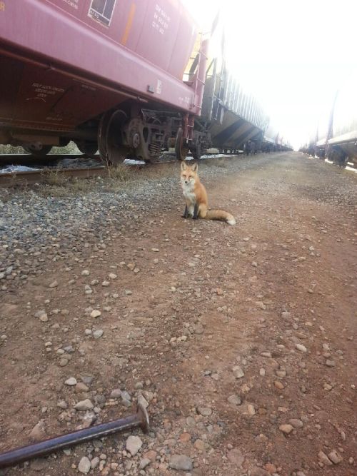 cute-overload:  This is my friend at work. He’s been visiting for the past little while when we’re out in the yard.http://cute-overload.tumblr.com 