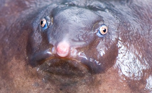 edge-of-existence-edge: The purple frog is also known as the Indian purple frog or the pignose 