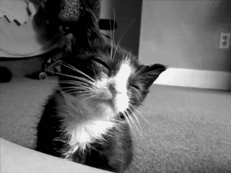 Cats & Dogs