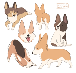 hamotzi:  corgis!! 