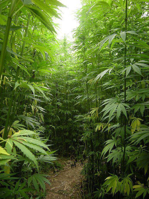 bluntess:  the crib 