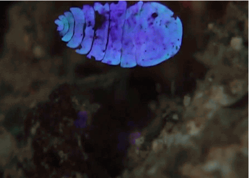txchnologist: A Marine Critter that Shines Like a Gem Could Make Better Coatings and Displays This t