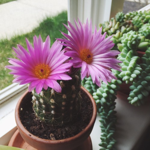 February-April 2015 First blooming of my cactus