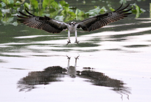 fairy-wren:A Male Osprey on an Approach by rivadock4 on Flickr.