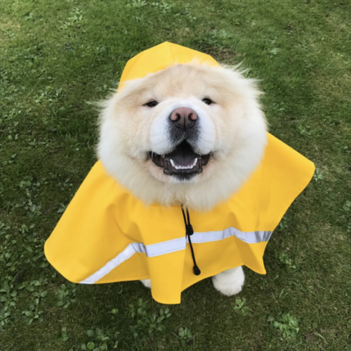 puppystagram - A happy smiley face in my raincoat.☔️Credit - ...