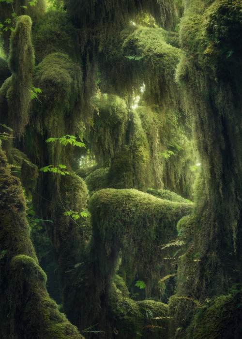 oneshotolive:  Happy earth day! The Hoh rainforest