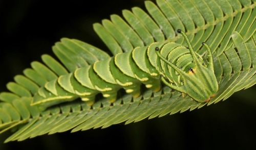 sinobug:Nawab Butterfly “Dragonhead” Caterpillar (Polyura sp., Charaxinae, Nymphalidae)b