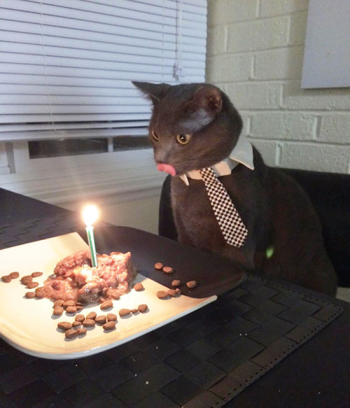 awesome-picz: Pets Having Better Birthday Parties Than You.