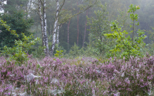 Early morning heather in the forest by Maurice Uiterweerd