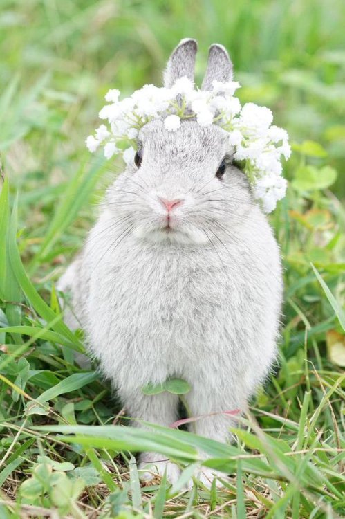 forest-faerie-witch:  Bunnies wearing flowers adult photos