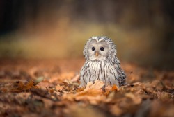 sweetd3lights:  © All rights reserved by Tanja Brandt  