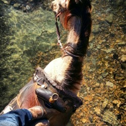ridingcolts-bailinghay:  Trusting this horse to stand still while I stood on her over a creek with my slippery smartphone to get this picture wasn’t the easiest thing I’ve ever done… lol 