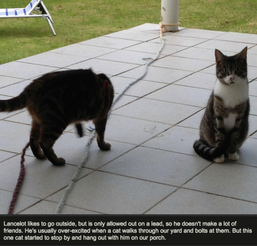 shatterstag:sequinedk:felixitous:apolloadama:pleatedjeans:most adorable thing ever? [x]oh my god there’s a part 2 where lancelot and neighbor cat go on an adventure to track down neighbor cat’s owner and neighbor cat’s True NameAnd there’s a PART