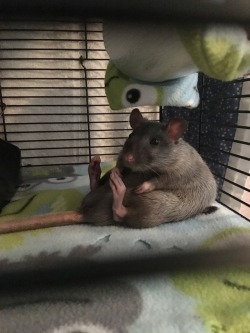 ratpotatoes: What a comfy looking puddle!  Used With Permission :) 