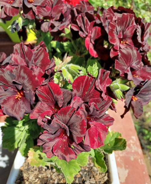 Not going to lie, I mostly dislike geraniums. They’re very popular here and sometimes I get tired of