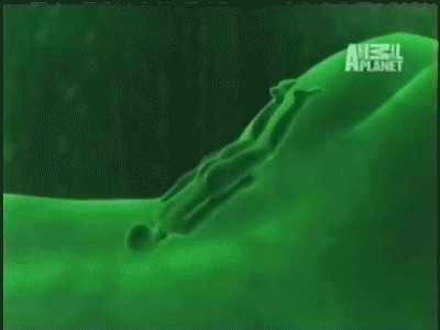 uhhh18:  fruitsoftheweb: angler fish mating customs“If you were a like a female