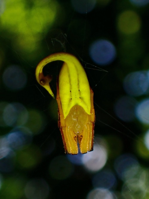 Black Tail Spider, Arachnura Melanura, Araneidae