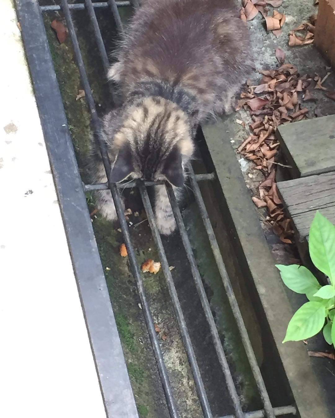 world-of-cats:  Not mine…  but look at her trying to get her chicken nugget back