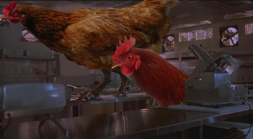 gallusrostromegalus: tealdearest: lizzywhimsy: Jurassic Park with Chickens… Gallus Park? 