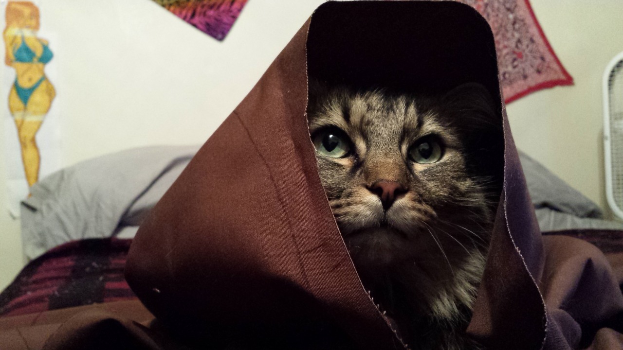 catsbeaversandducks:  May The Force Be With These 10 Jedi Khajiits “If you have