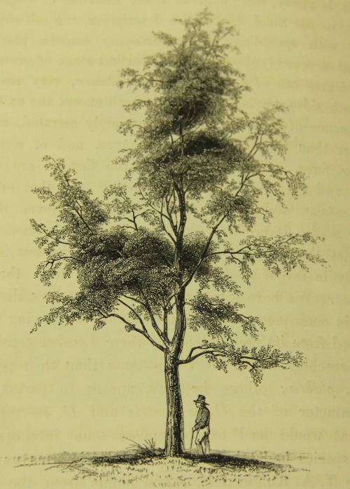 Happy Arbor Day! Enjoy these lithographs of trees and their admirers.(images from Prideaux Selby&rsq