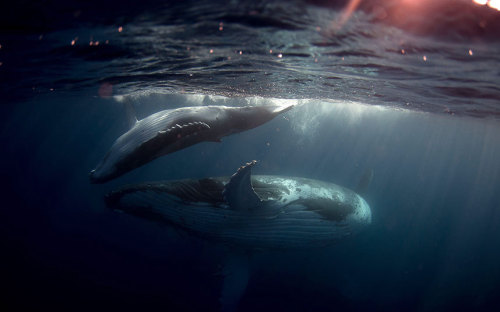staceythinx:Synchronicity by Michaela Skovranova0tterteeth