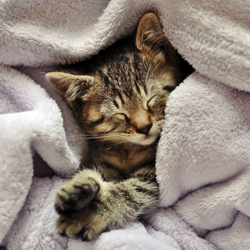 catycat21:Sleep by ~ Jessy Simon ~ 700k views ♥ on Flickr.