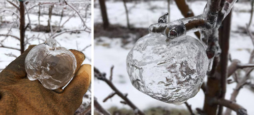 itscolossal:Extreme Temperatures Breed Glassy Hollow Forms Called ‘Ghost Apples’ 