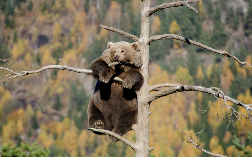 allcreatures:  Flå, Norway Picture: Jorgen Tharaldsen/Solent News