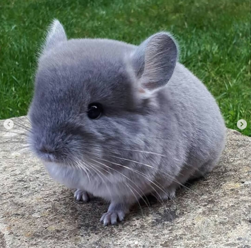 Porn photo babyanimalgifs:photos via @camerons_chinchillas