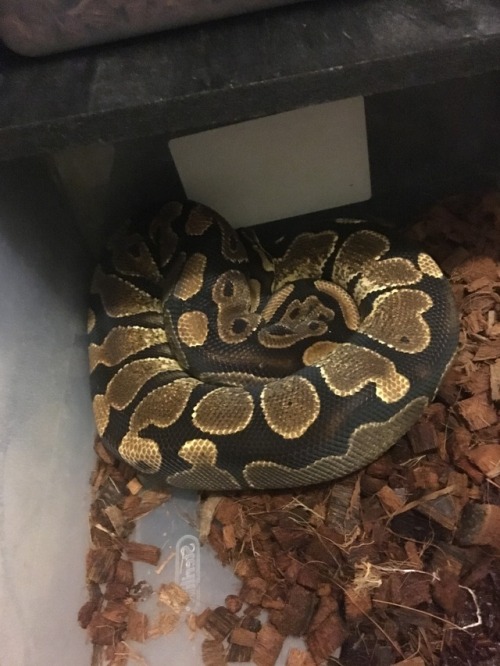 katesgotsnakes:tailsandco:katesgotsnakes:So I’m cleaning out enclosures after being sick all weekend