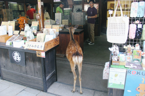 chasingbokeh:  Sika Deer of Nara, Japan 