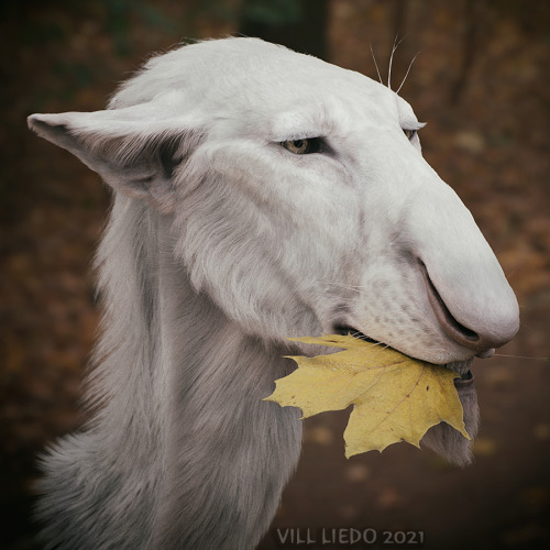 Autumn portraits of Vius ~ 