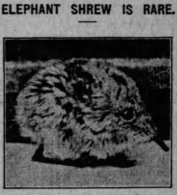 yesterdaysprint: yesterdaysprint:  The Colfax Chronicle, Louisiana, March 9, 1912 