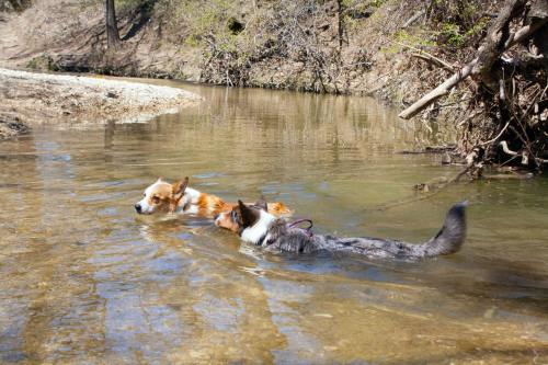 emmathebean:teslacardi:  Yesterday miss emmathebean and I went hiking and swimming at a nature preserve.  We got super muddy and were able to clean off in the creeks!  Super thankful that emma’s mom took pictures of me!  Hope we can do it again but