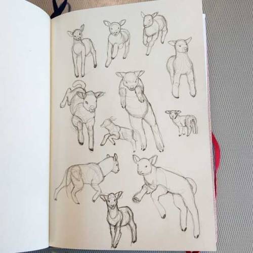 Some lambies!  #lamb #lambs #pencil #sketch #sketchbook #animal #animals  www.instagram.com/