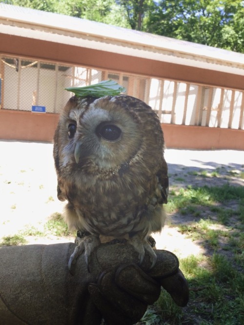 xenowlsome: thatbirdynerd:Head leaf hes trying to focus his chakra hes plotting to take over the wor