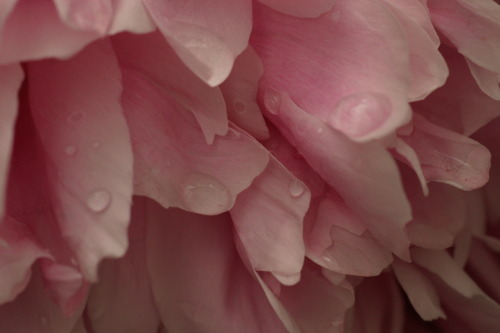 apinkpeonyfrommygarden: Pink peony after the rain.