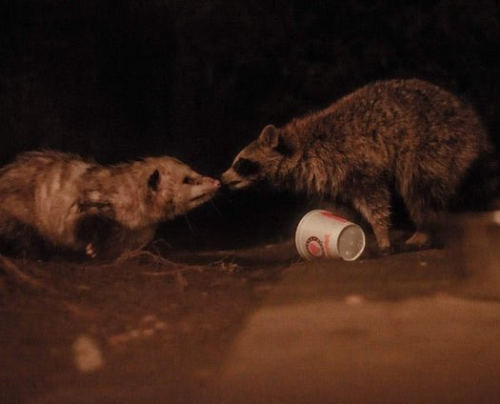 officerofmonkeyproblems:lord-raccoon:love blooms among the trasha convocation of the night